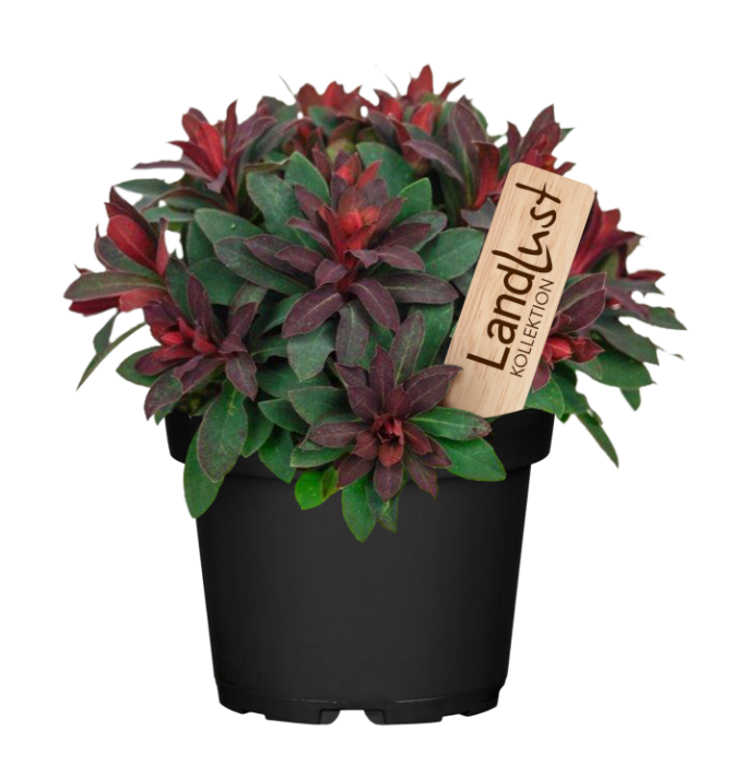 GartenWolfsmilch Miners Merlot